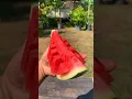 Rajinlah makan buah semangka #semangka #shorts