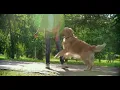 Download Lagu sagi dog
