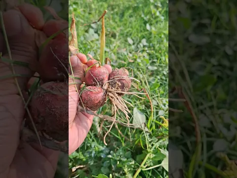 Wild onion | Harvesting oion by traditional methods #shots #rurallife #harvesting
