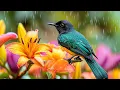 Download Lagu Relaxing Birdsong \u0026 Soft Piano ~ Music Therapy to Calm Anxiety, Stop Overthinking \u0026 Restore Balance