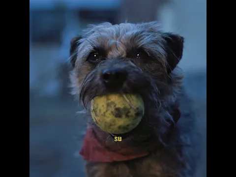 Este perrito quiere vengarse del dueño que lo abandonó. #shorts