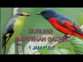 Download Lagu BURUNG MANTENAN GACOR DOR