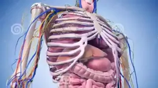 وفي أنفسكم أفلا تبصرون 