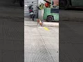 Download Lagu dog play with her self  #doglover #viralshort #viraldogvideos