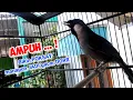 Download Lagu Poksay kondisi down sekalipun bakalan nyaut ketika mendengar panggilan poksay hongkong betina ini