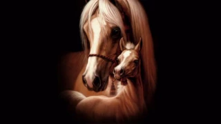 Cheba Djamila Duo Ya Nekar A الشابة جميلة يا نكار ة ديو 