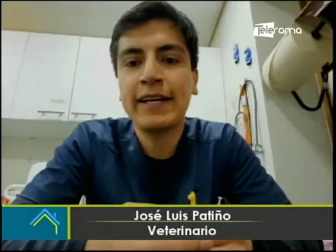 Perros también pueden donar sangre para salvar la vida de otras mascotas