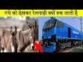 Download Lagu गधे को देखते ही ट्रेन क्यों रुक जाती है #shorts