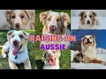 Tips On How To Raise An Australian Shepherd