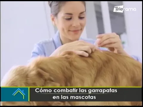 Cómo combatir las garrapatas en las mascotas