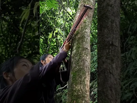 Amazing hunting ep325 #animals #wildlife #nature