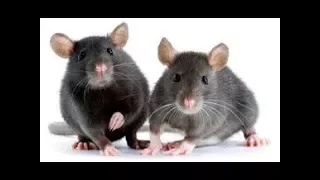 اصوات مسموعة أصوات الفئران للمونتاج تخيل وجود فأر ف جيبك صوت رائعة وممي زة و حصرية 