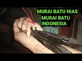 Download Lagu UNBOXING BURUNG Langka MURaI BATU NIAS