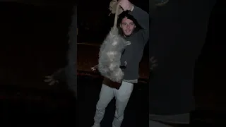 did you know possums RARELY ever have RABIES i moved this guy off the highway and he was so nice