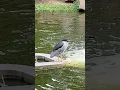 Download Lagu Heron  #birds #nature #shorts