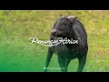 Download Lagu DENGAN KESEDIAAN TULUS | Renungan Harian® (Audio)