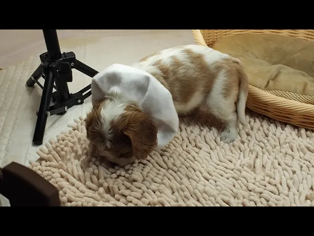 動画