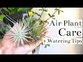 Download Lagu Air Plant (Tillandsia) Care + Watering Tips