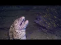 Download Lagu Moray Eel Launches Surprise Attack On Diver