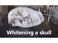 Whitening a skull How to bleach bones