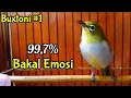 Download Lagu Semua Buxtoni Bakal Emosi Ampuh Memancing Bunyi Jantan Agar Gacor Ngalas (12/2/21)