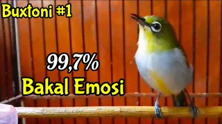 semua buxtoni bakal emosi ampuh memancing bunyi jantan agar gacor ngalas 12 2 21 