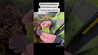 Difference between Green Beech and Beech
