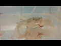 Blue Crabs Feeding Blue Crab Genome Initiative