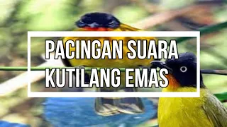 pacingan suara kutilang emas gacor
