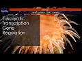 Eukaryotic Transcription Gene Regulation Gene Expression Unit 3 Genetics