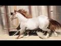 Super Suit 817 Horse Sale
