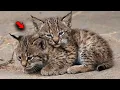 Two Bobcat Kittens Huddled Together Look What Happened to Them
