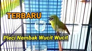 Download Terbaru...!!! Pleci GACOR Isian Glatik Wucit Wucit Wucit MP3