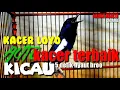 Download Lagu kicau burung kacer juara