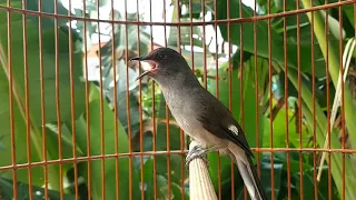 murai air gacor nembak suara kasar cocok untuk masteran