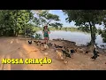 Lagu Nunca Imaginávamos Ter Tanta Fartura no Nosso Sítio 😱 Olha o Tanto de Galinhas!