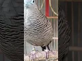 Download Lagu Local turtle doves have a crystal clear topcer sound for bait that responds immediately #shorts