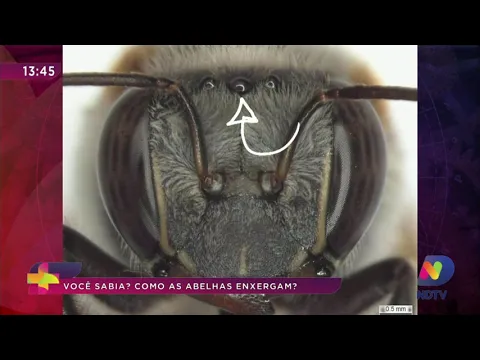 Você Sabia?: descubra como as abelhas enxergam