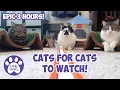 Download Lagu Cats Videos For Cats To Watch With Sound ➙ EPIC 3 HOURS! * Cats Playing * Entertainment For Cats
