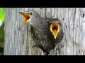 Download Lagu Suara Anak Burung Jalak Eropa di Sarang (Suara Anak Burung)