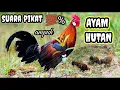 Download Lagu suara MP3 pikat ayam hutan || ampuh 💯%