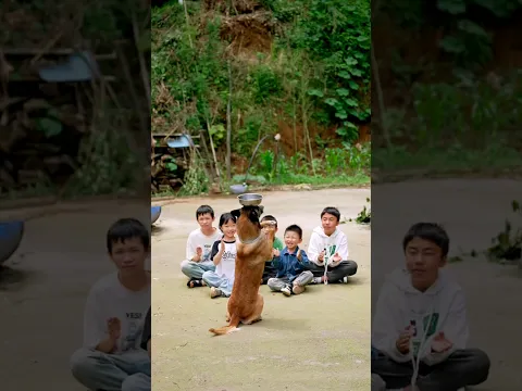 A dog helped a poor family in the village.