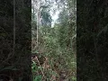 Download Lagu Dengarkan Bunyi Binatang di Hutan Kalimantan Asli 😲😱😱😱