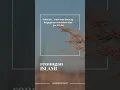 Download Lagu sungguh tidak ada daun berguguran kecuali atas ijin ALLAH #sedekahayat #renungan #dakwah #motivasi