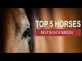Top 5 RANCH HORSES