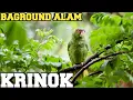 Download Lagu KRINOK BAGROUND ALAM JAMBI