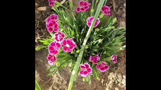  memories maroon 5 perfect ed sheeran instrumental 