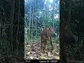 Download Lagu anjing ajag sumatera,anjing asli indonesia #animals #cameratrap #wildlife #dogs