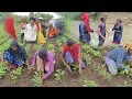 Download Lagu Nina Kadi kav bai paka guta Len vigi khetiwaler hatem fajiti #banjara #comedy #satishrathod #video