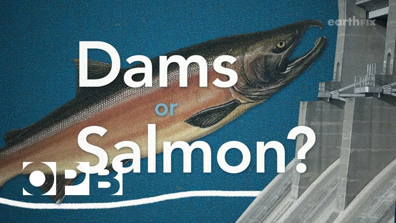 Salmon vs Dams
